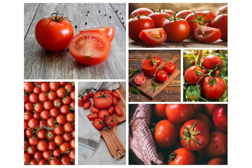 Jak uprawiać pomidory ? 